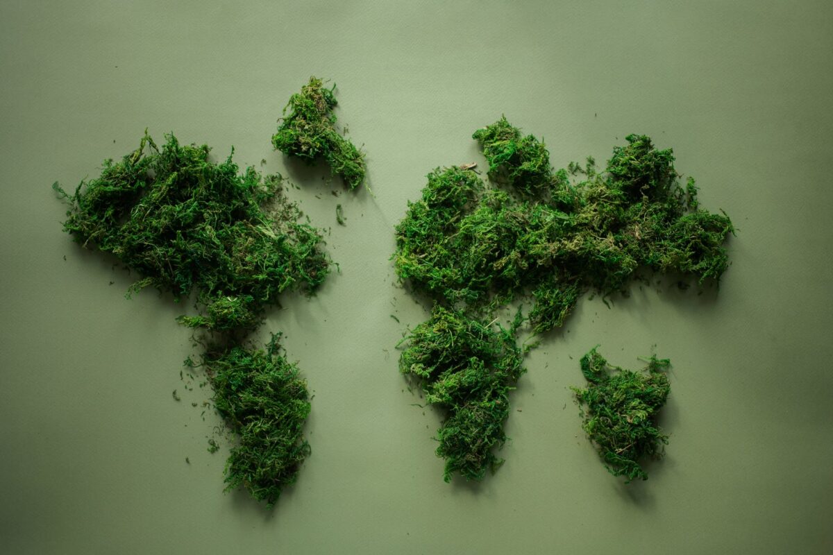 world map made of green plants
